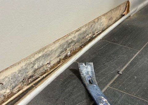 Is Mold Removal Covered By Homeowners Insurance?