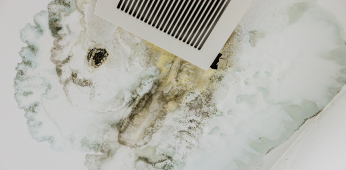 Why Prompt Mold Removal and Remediation Are Important