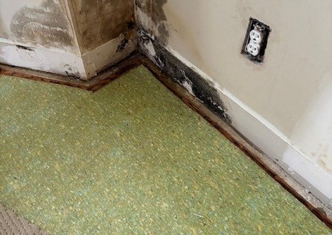 What You Need to Know About Mold Growth After a Fire