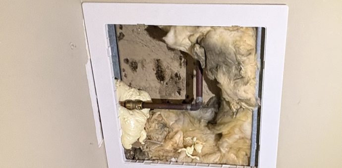 Things You Should Know About Mold in the Workplace
