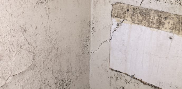 Can Mold Survive a Fire?