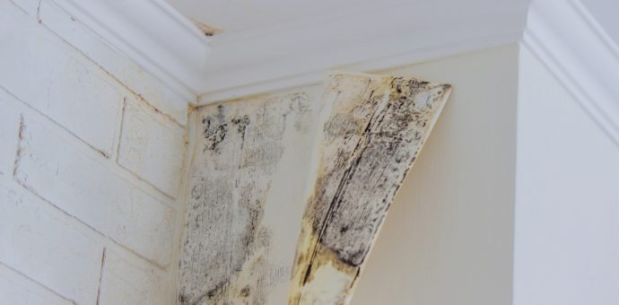 Common Reasons Mold Grows in Homes